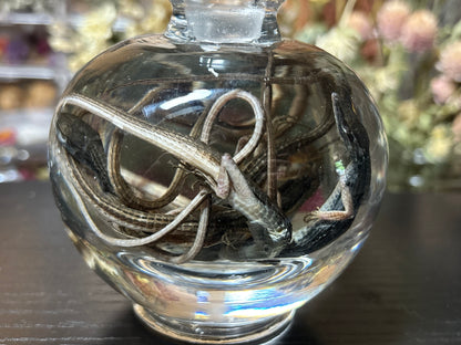 communal long-tailed grass lizards wet specimen