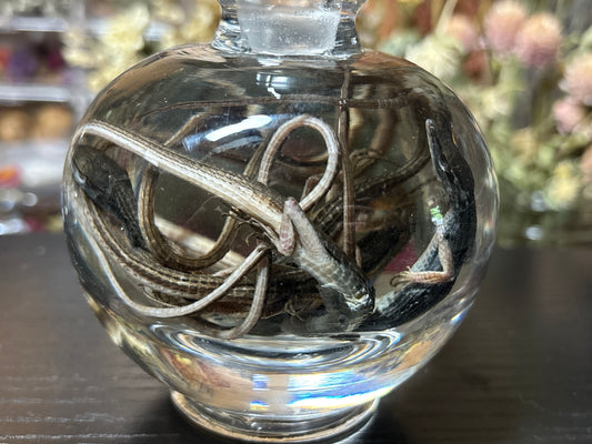 communal long-tailed grass lizards wet specimen