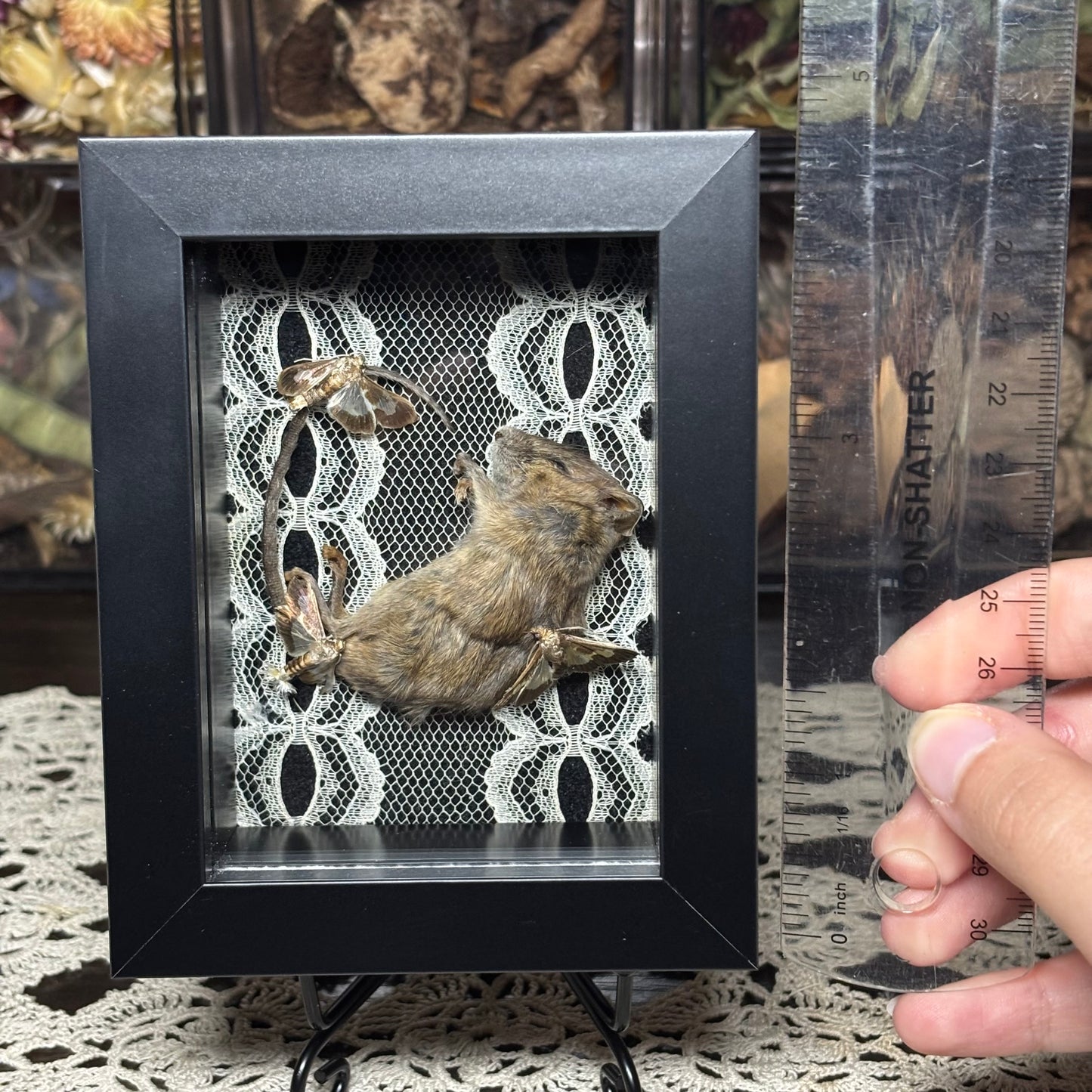 mouse & moths frame