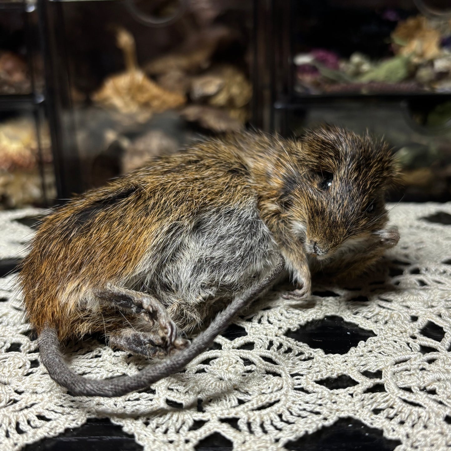 “mother” mummified marsh rat