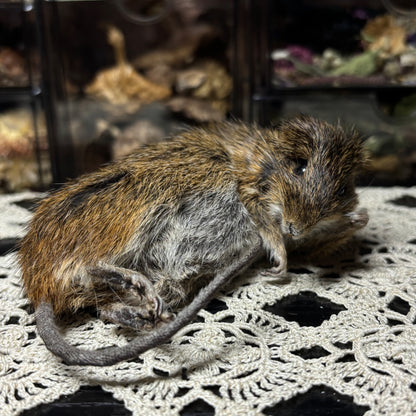 “mother” mummified marsh rat