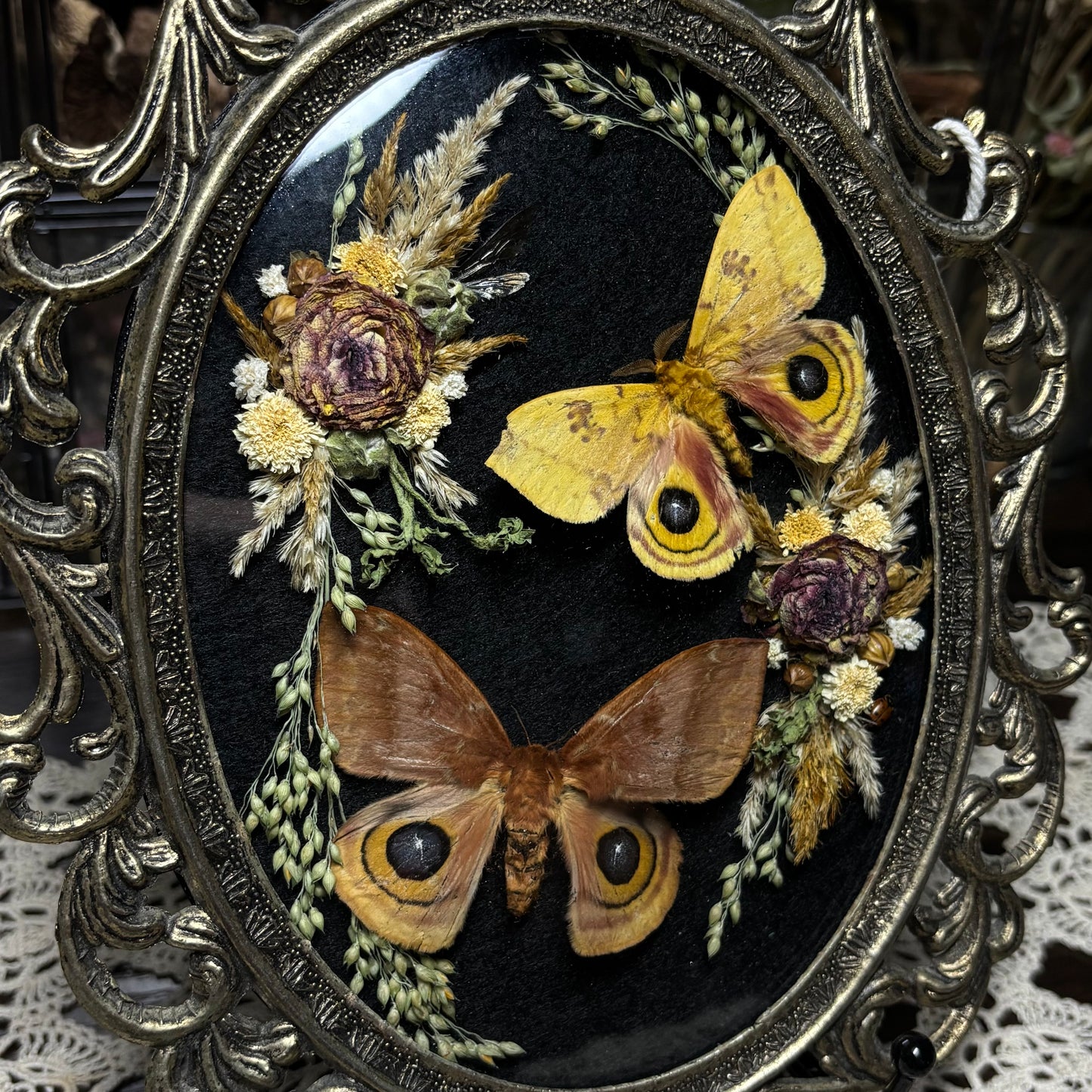 pair of io moths vintage frame