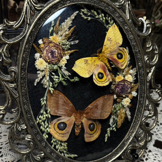 pair of io moths vintage frame