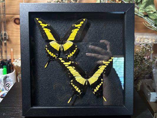 king swallowtail butterfly pair frame