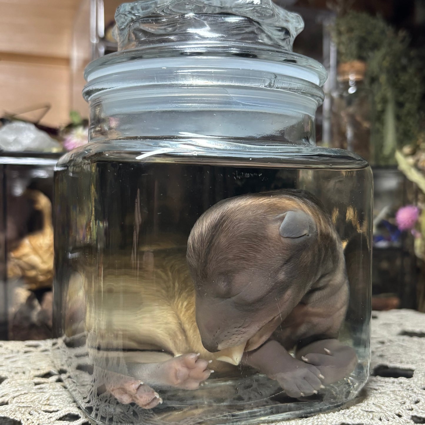 full term coyote puppy wet specimen