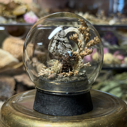 mummified opossum joey tail globe cloche
