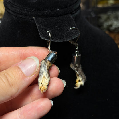 baby opossum paw earrings