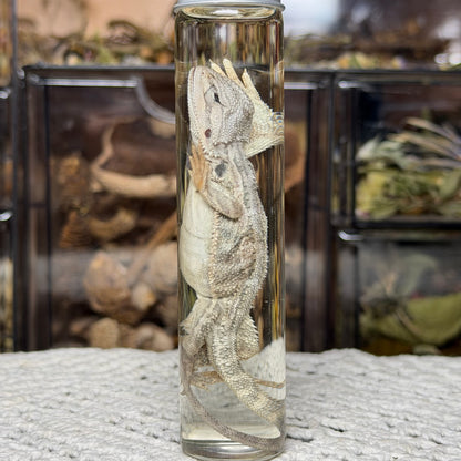 baby bearded dragon wet specimens
