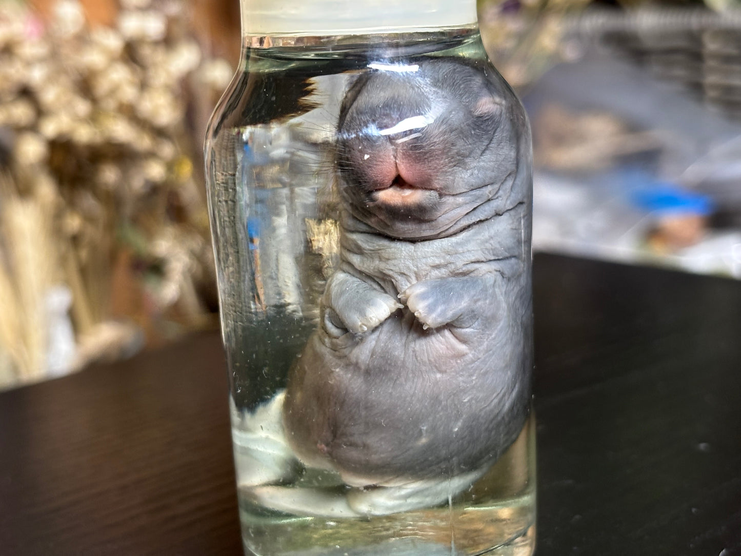 deformed newborn rabbit (spice jar) wet specimens