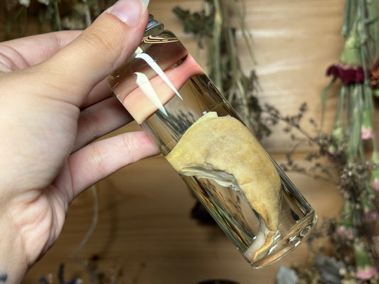 fox tongue wet specimen