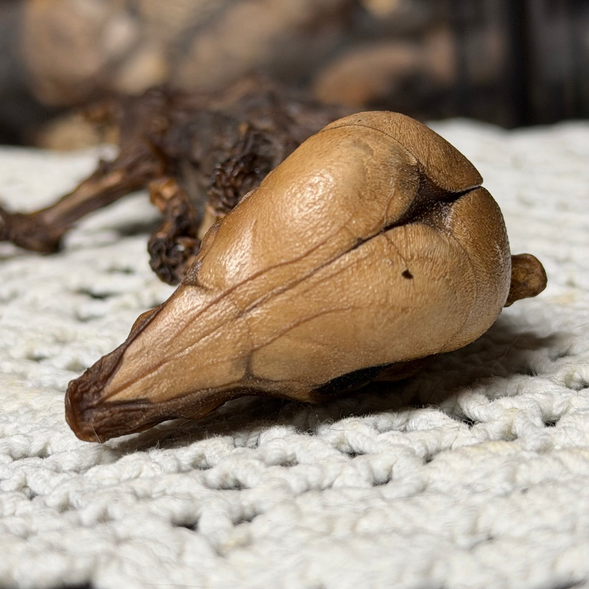 mummified fetal piglet