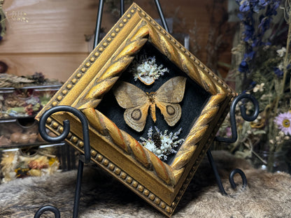 silk moth vintage frame