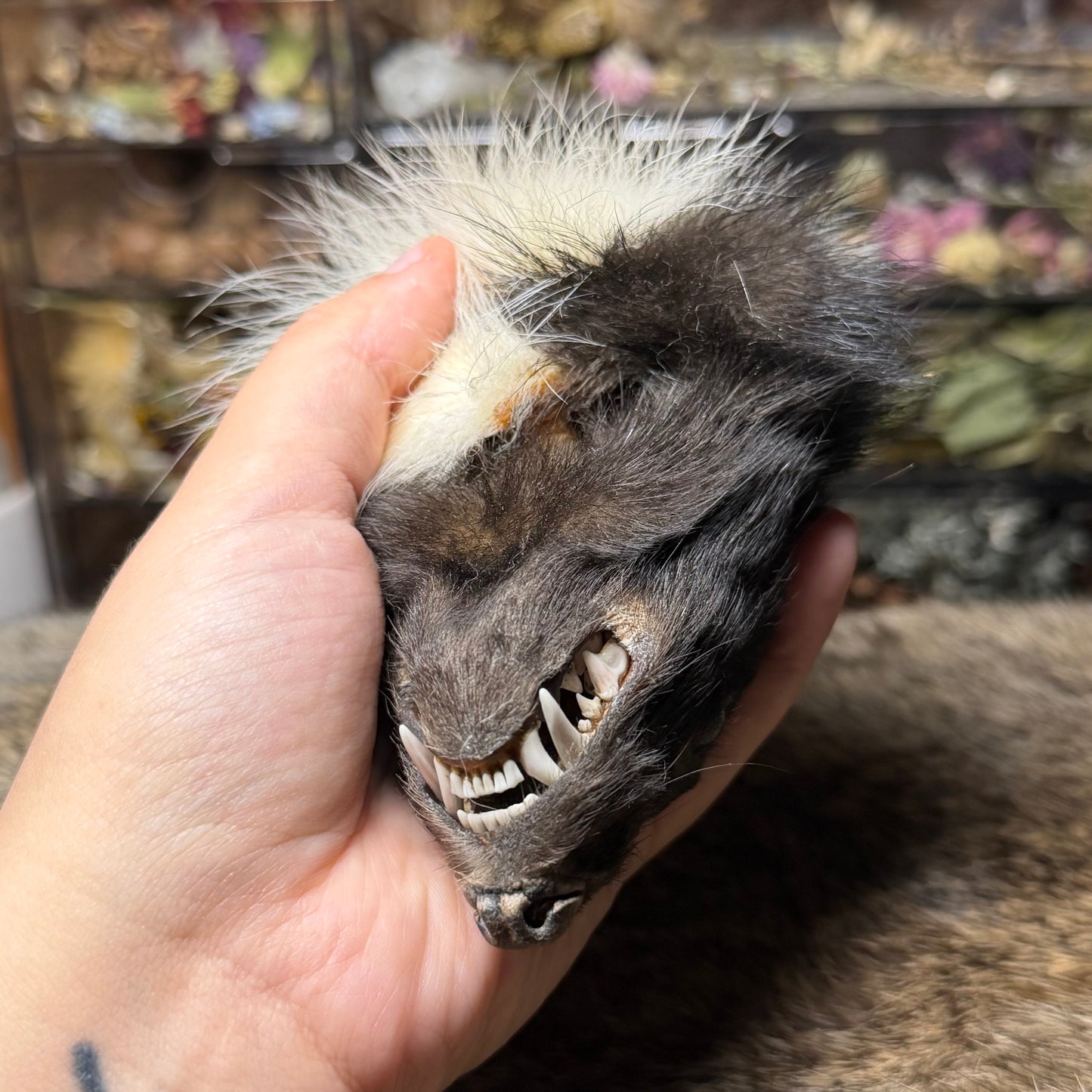 mummified skunk head