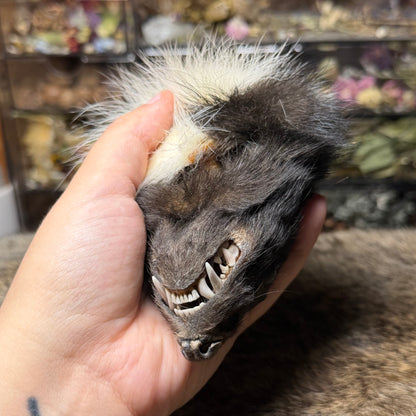 mummified skunk head