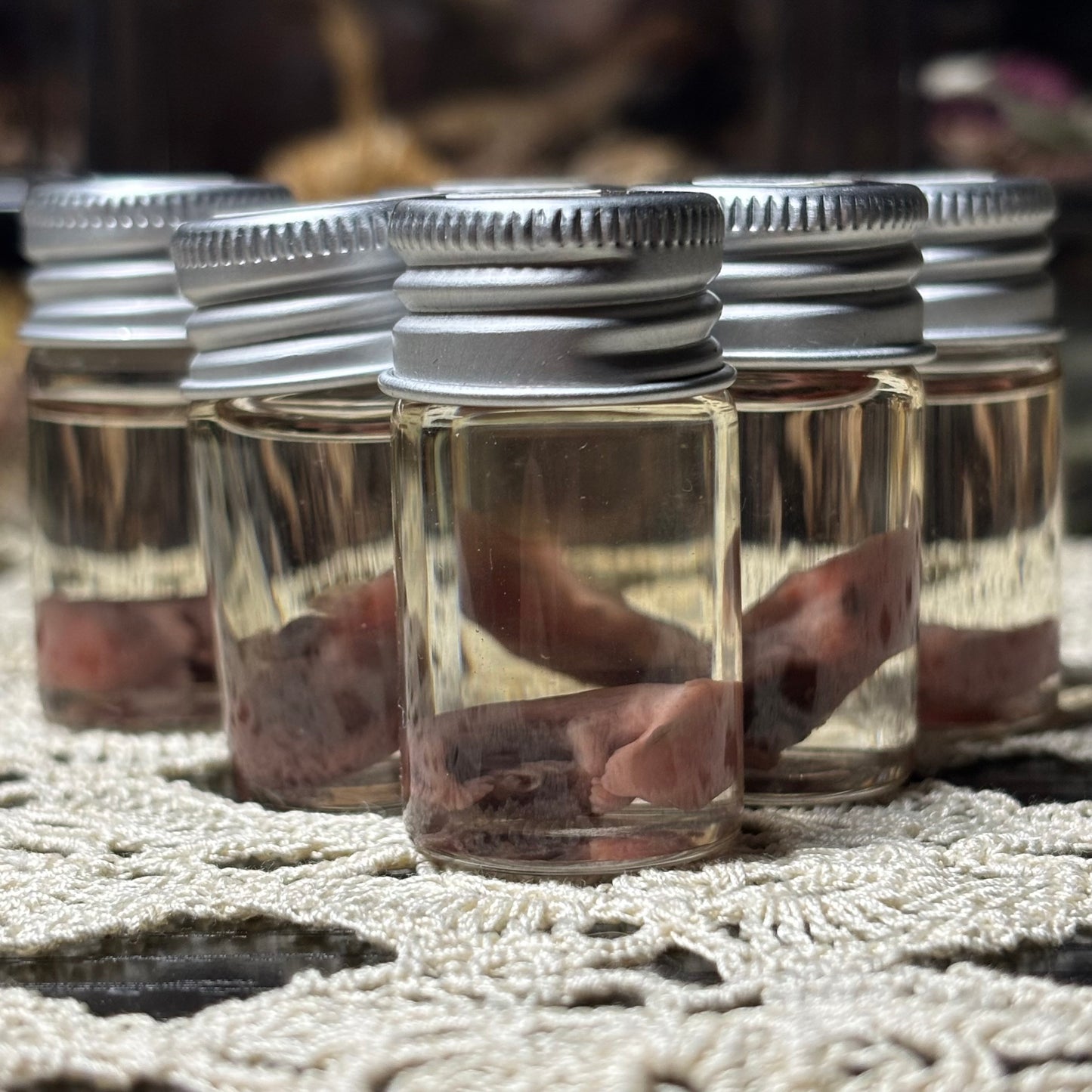 domestic rabbit embryo wet specimen