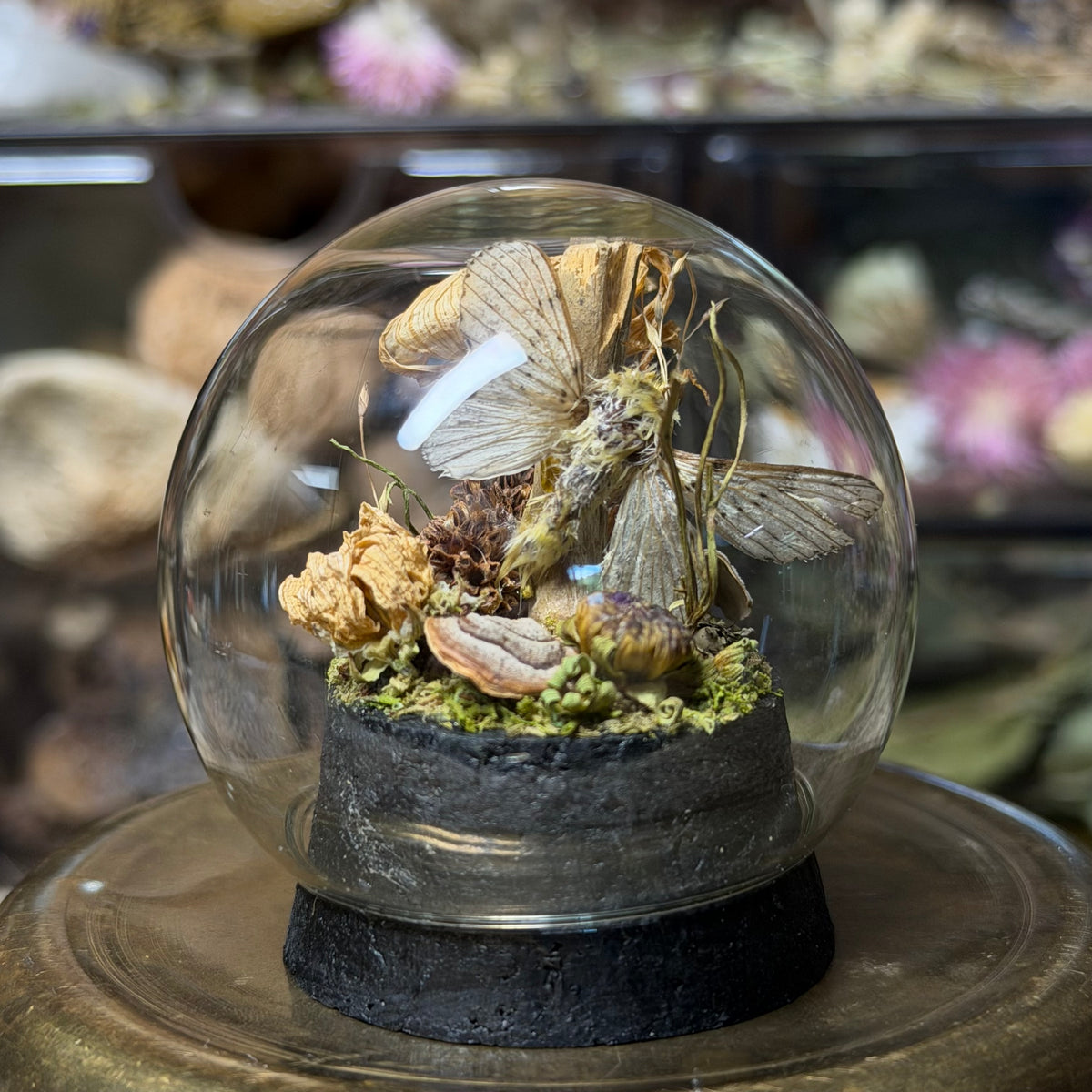 pale moth globe cloche