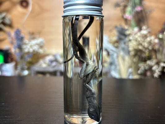 baby brown basilisk wet specimen