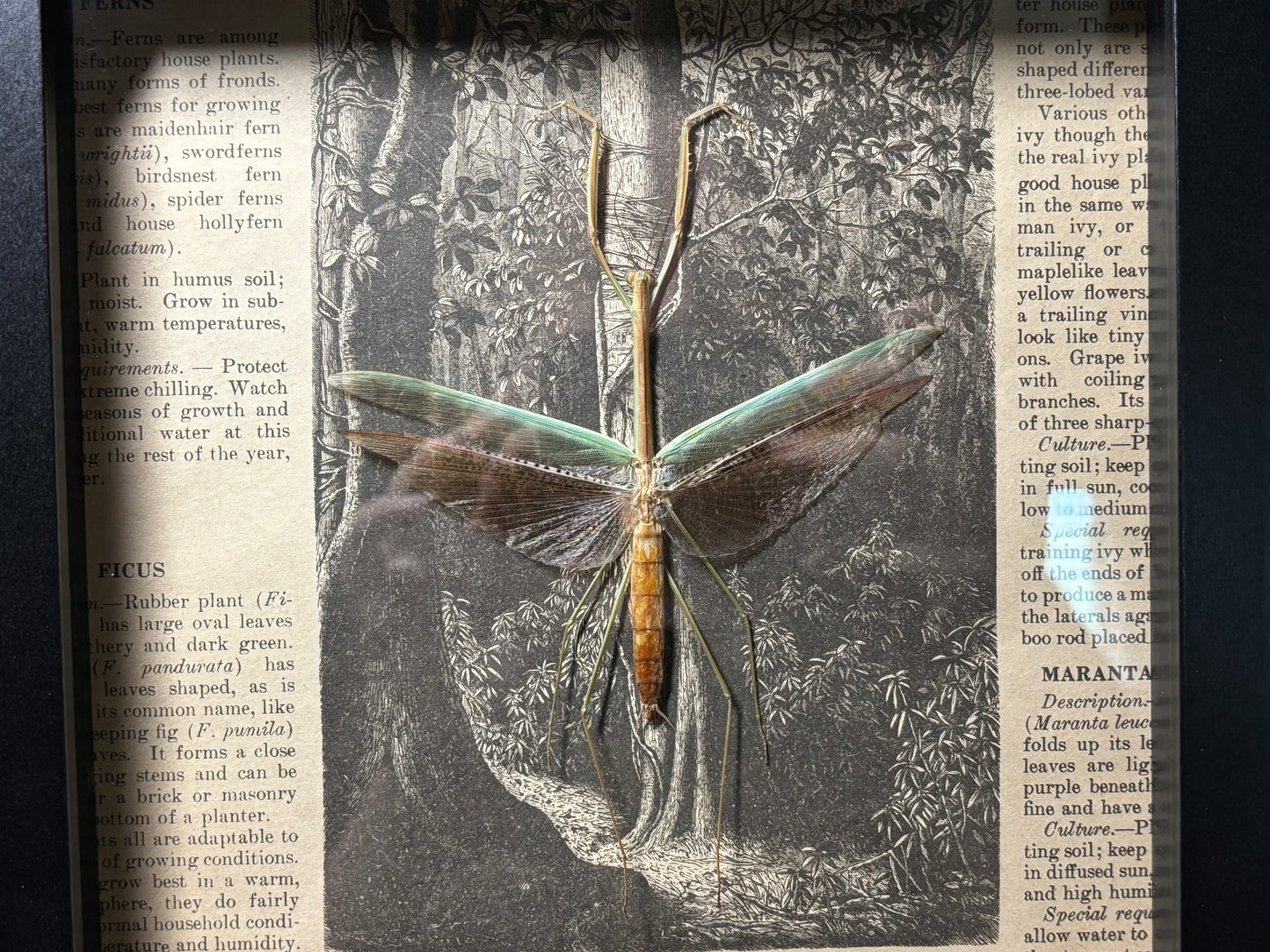 asian green mantis frame