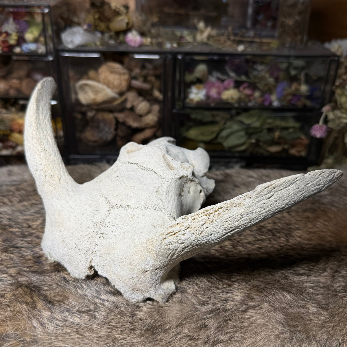 nature cleaned goat skull top