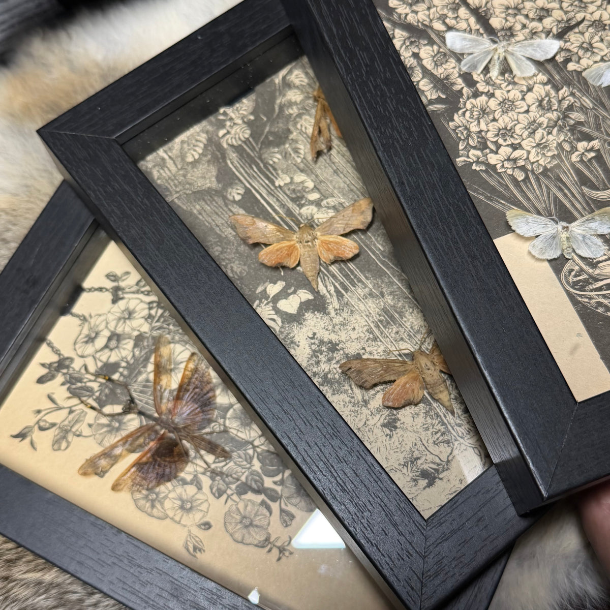 5x7 1930s gardener’s catalogue insect frames