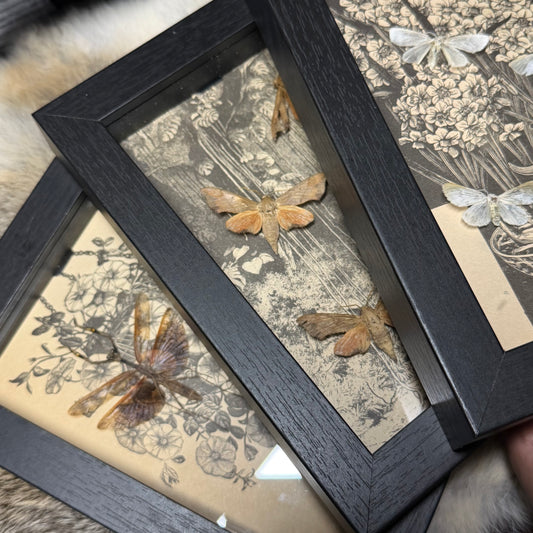 5x7 1930s gardener’s catalogue insect frames