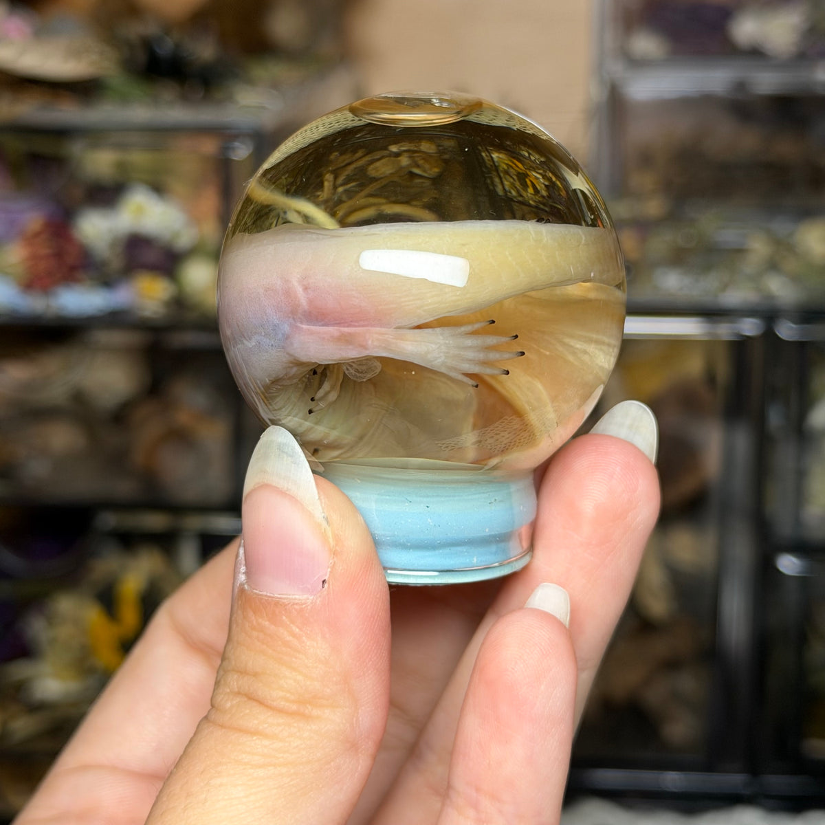 baby albino axolotl globe wet specimen