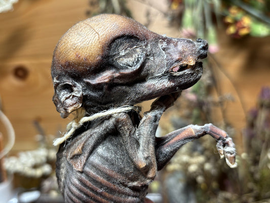 mummified fetal wild boar piglet