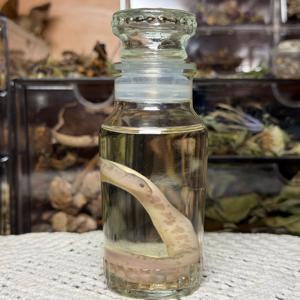 neonate albino sand boa wet specimen