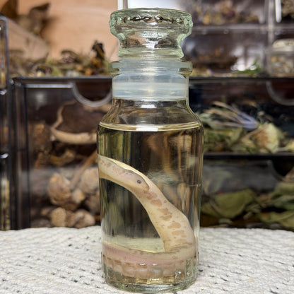neonate albino sand boa wet specimen