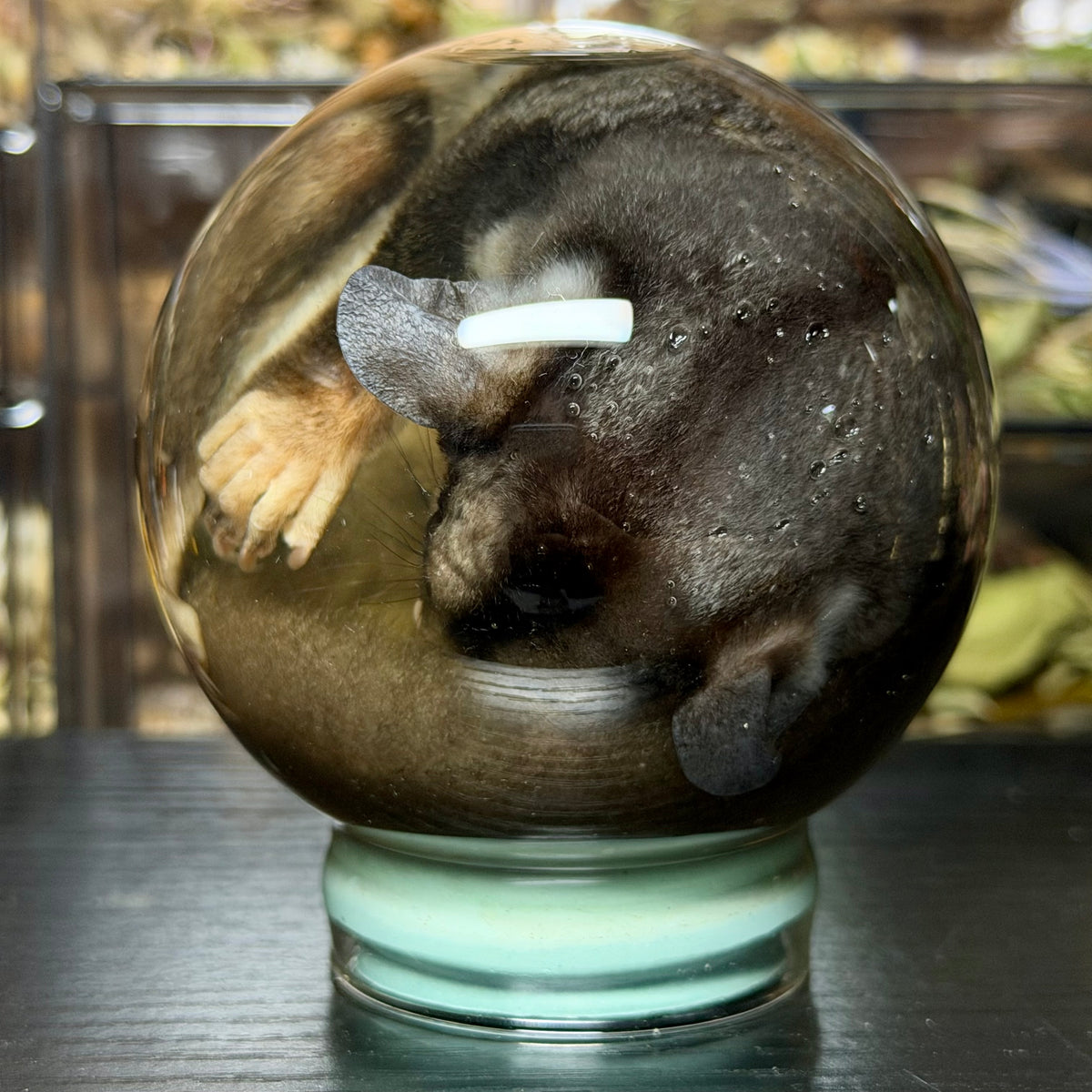sugar glider globe wet specimen