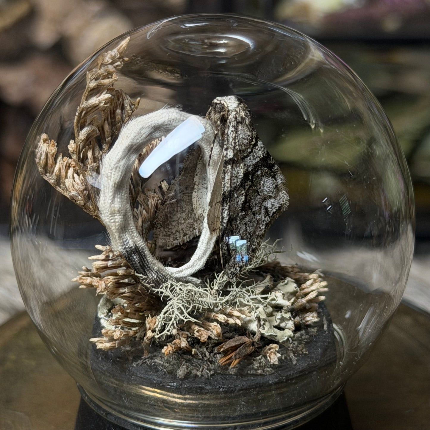 mummified opossum joey tail globe cloche