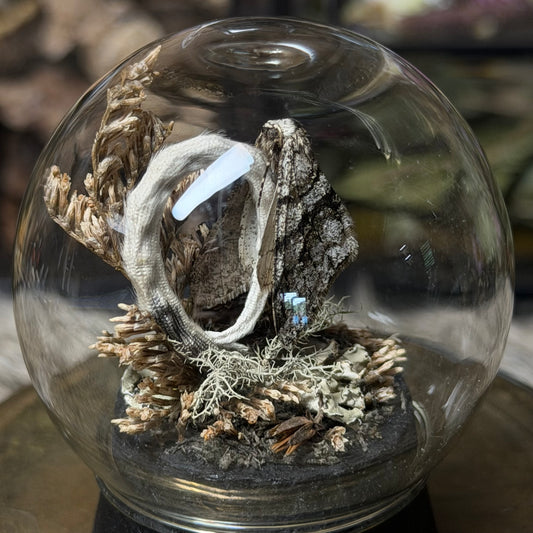 mummified opossum joey tail globe cloche