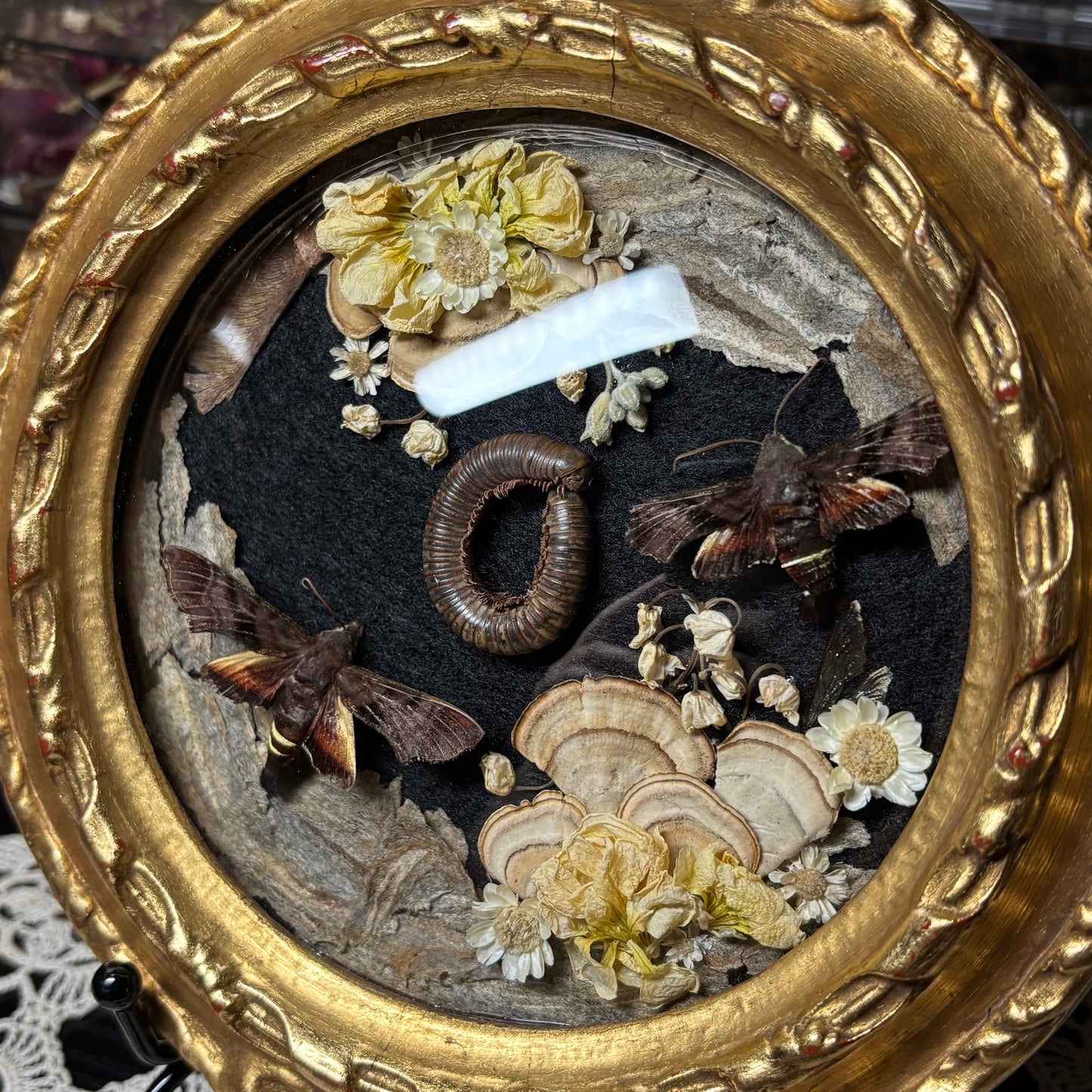 pair of nessus sphinxes & millipede vintage frame