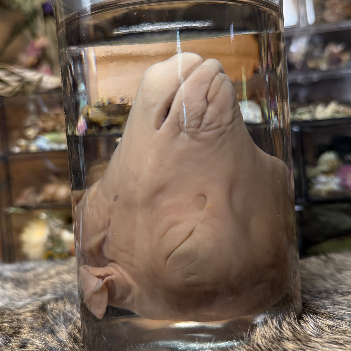 salvaged fetal goat head wet specimen