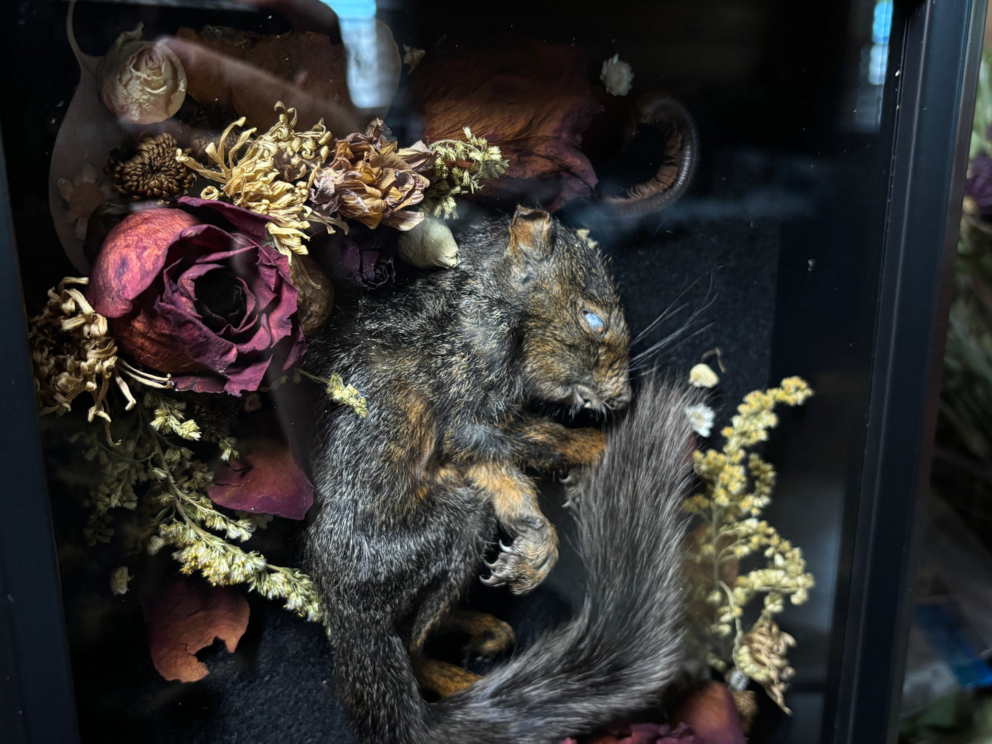 baby melanistic squirrel shrine frame