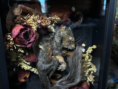 baby melanistic squirrel shrine frame