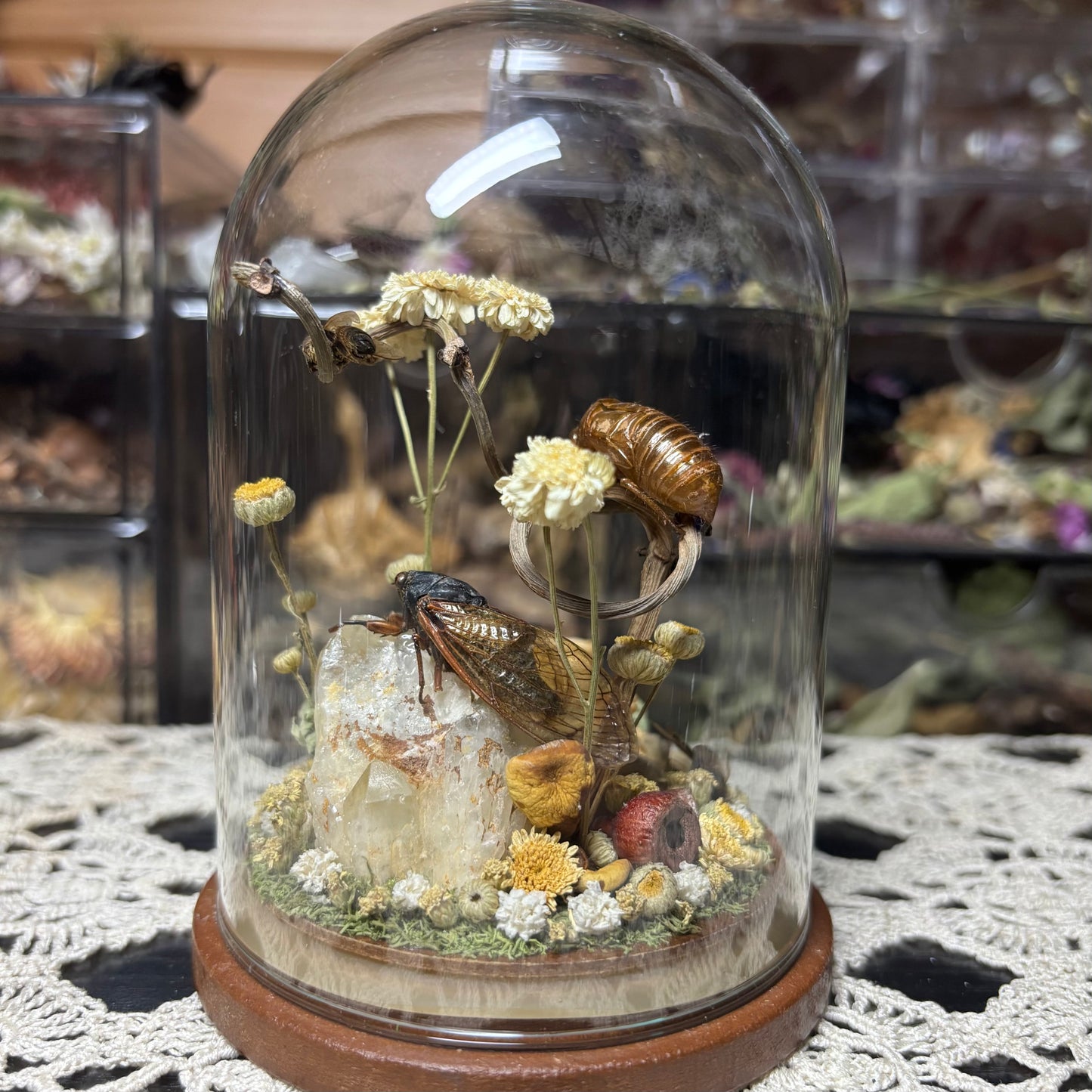 opossum joey dome shrine