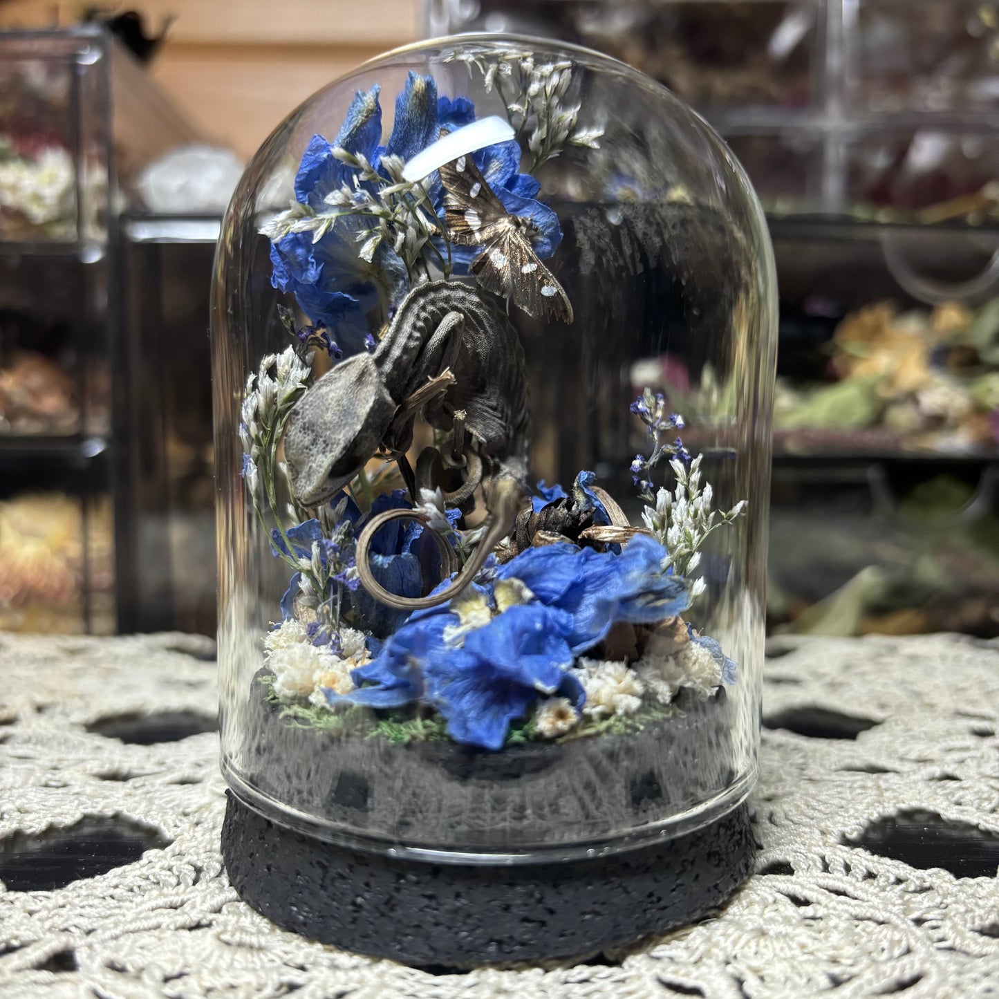 baby chameleon dome shrine