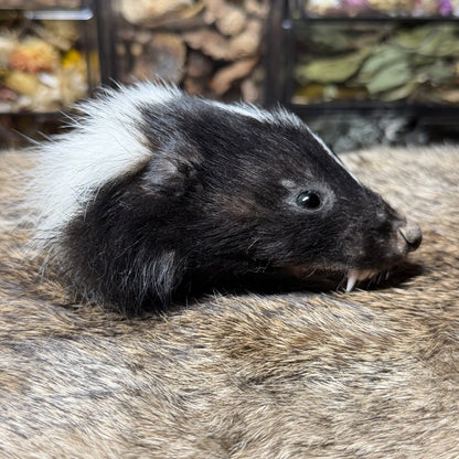 mummified skunk head