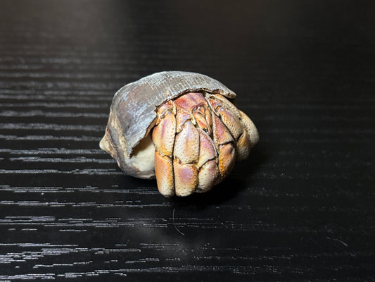 mummified hermit crab