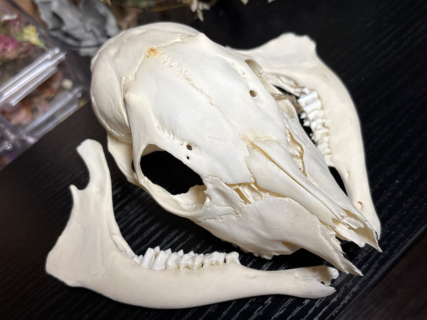 male roe deer fawn skull