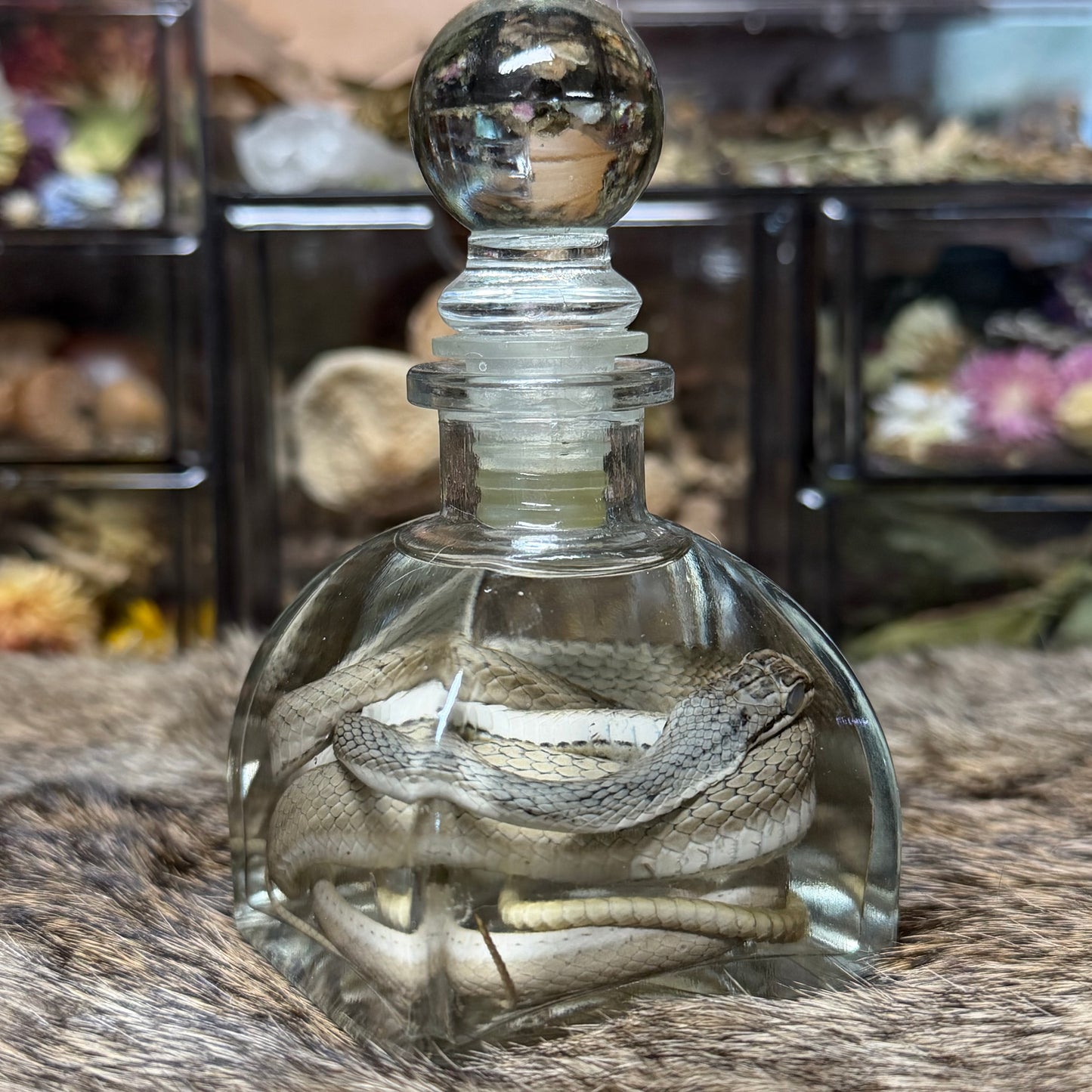 yellow-faced whip snake wet specimen