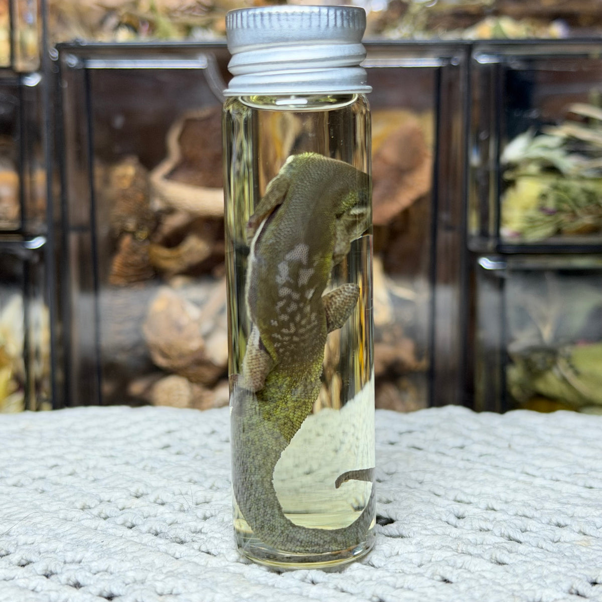 little day gecko wet specimen