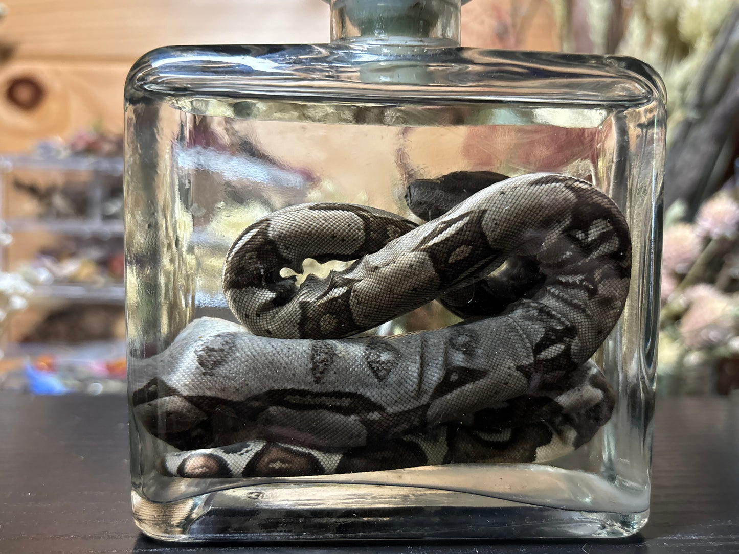 red tail boa hatchling wet specimen