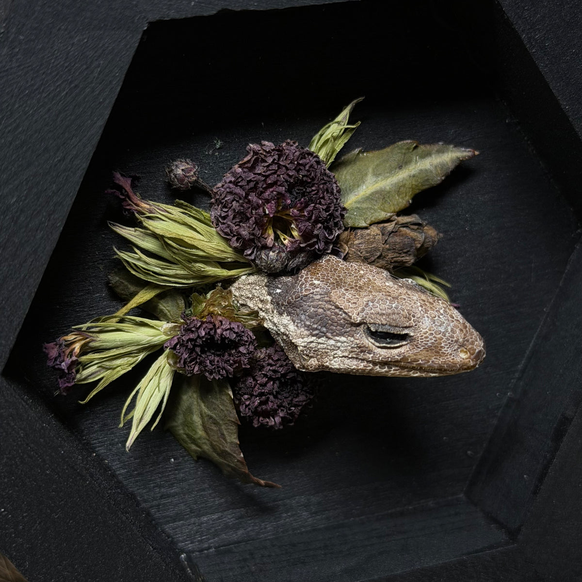 lizard head wood hex plaque