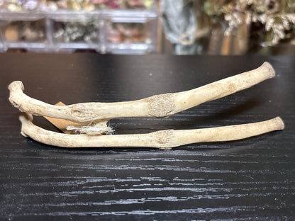pathological nature cleaned baby goat ribs