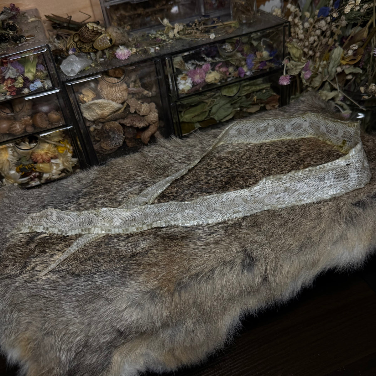 snow corn snake hide