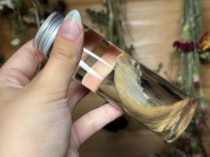 fox tongue wet specimen