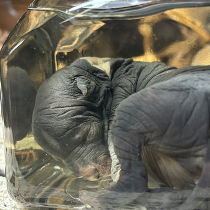 newborn hairless chinese crested puppy
