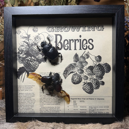 9x9 1930s gardener’s catalogue insect frames